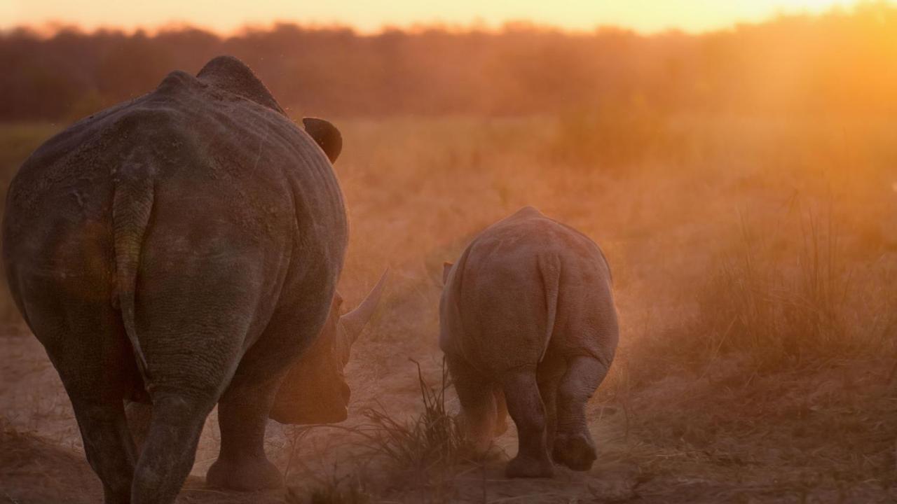 Motswari Private Game Reserve By Newmark Заповедник Тимбавати Экстерьер фото