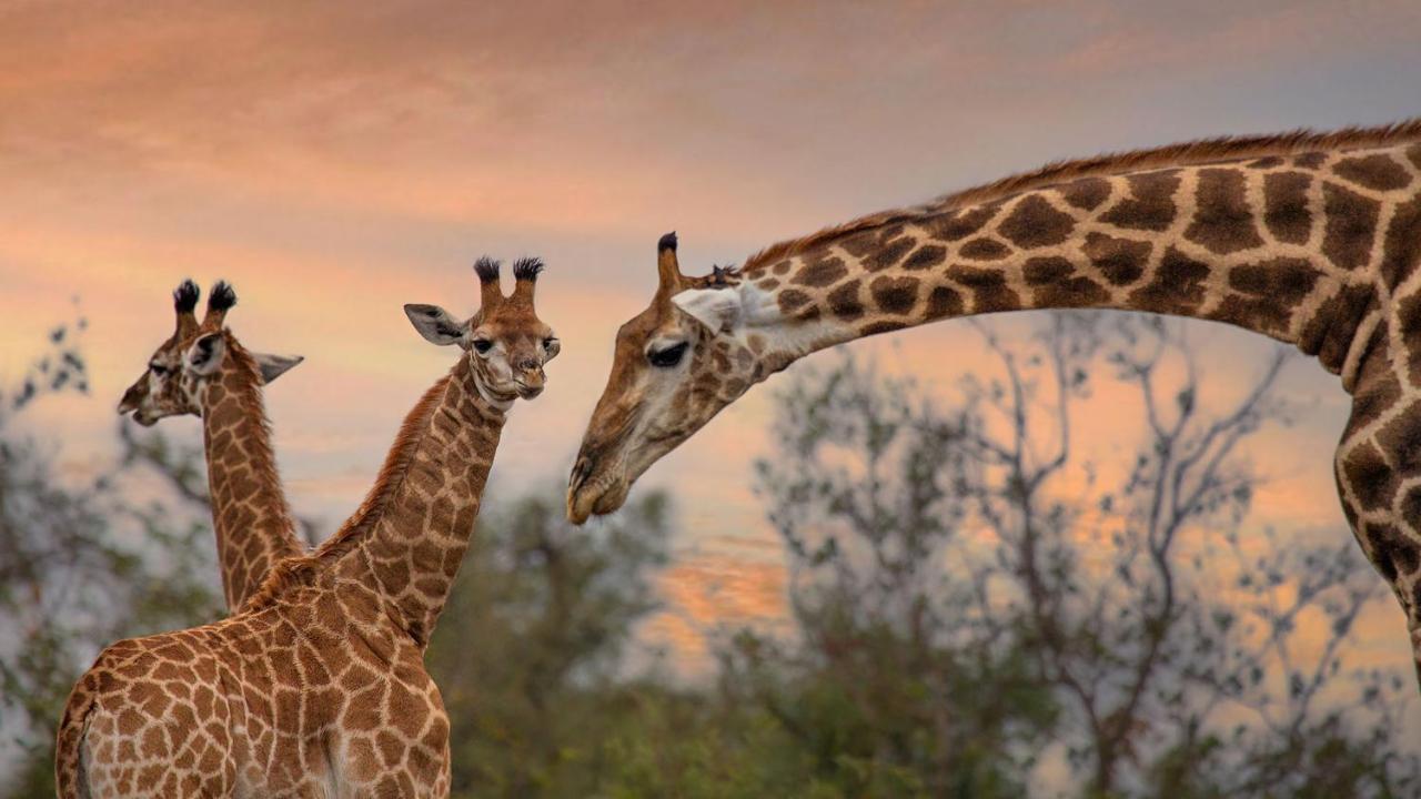 Motswari Private Game Reserve By Newmark Заповедник Тимбавати Экстерьер фото