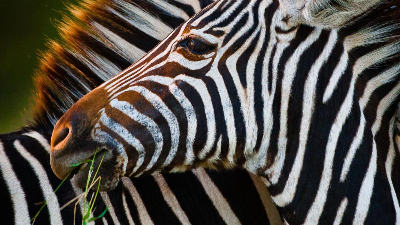 Motswari Private Game Reserve By Newmark Заповедник Тимбавати Экстерьер фото