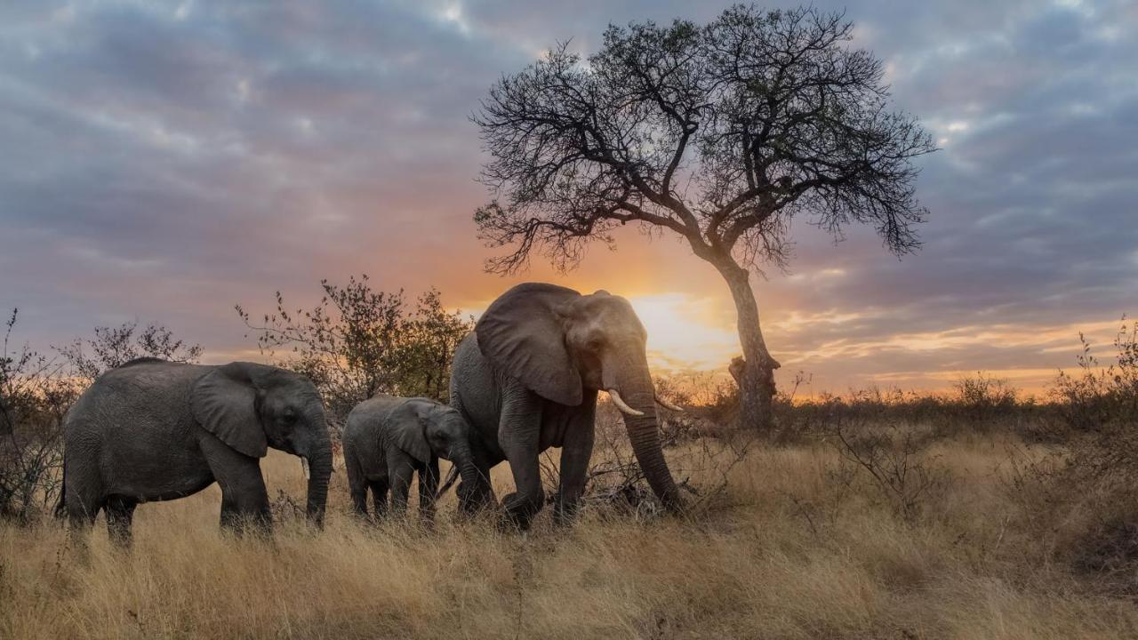 Motswari Private Game Reserve By Newmark Заповедник Тимбавати Экстерьер фото