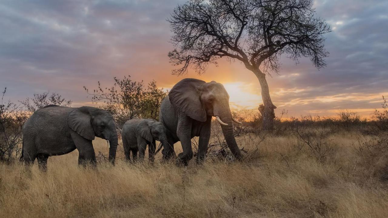 Motswari Private Game Reserve By Newmark Заповедник Тимбавати Экстерьер фото